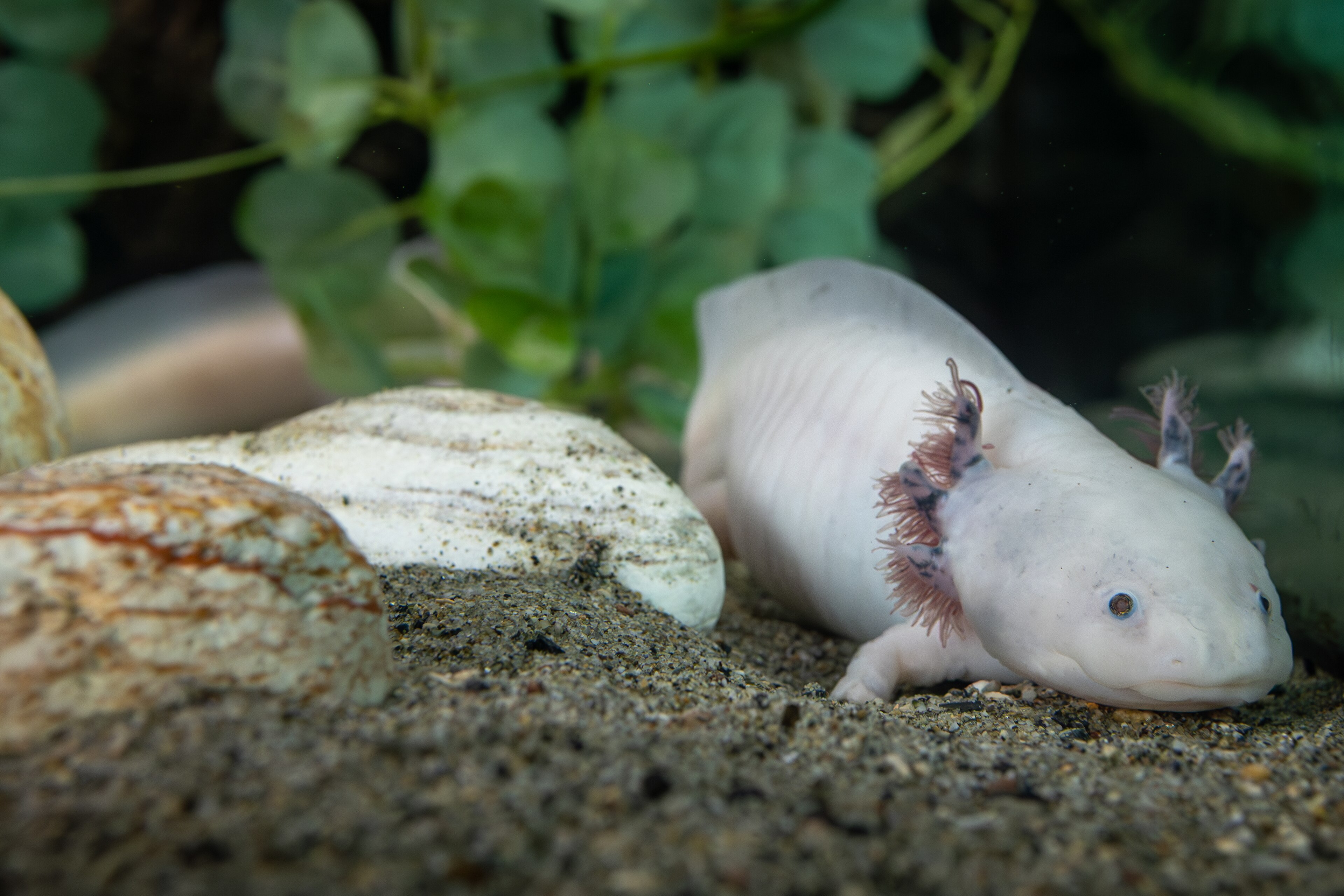 Axolotl Bild